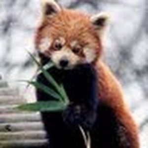 Meet your Posher, Anne